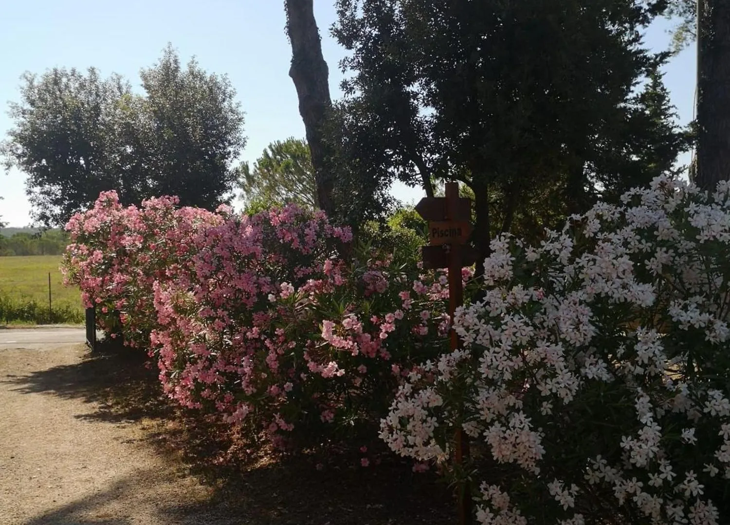 Podere Simonetta - A2 Cecina  Italy